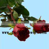 Wholesale Love Roses Flowers Fresh Flowers Black Magic Rose With 20stems/bundle From Yunnan Aibaba Com thumbnail-3