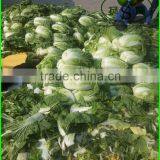 (HOT) Fresh Cabbages/Spring Cabbage/Chinese Exporters