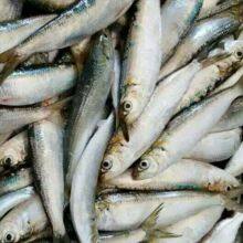 Sardine Fish Export Frozen Sardine Fish Whole Round Frozen Sardine Fish thumbnail-4