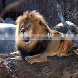 3D Lion Pictures Printing