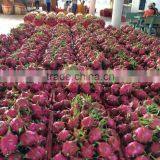 FRESH DRAGON thumbnail-5