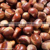 China Fresh Chestnut in Shell thumbnail-1