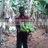 Green Fresh Cavendish Banana From India thumbnail-6