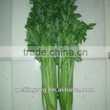 chinese fresh green celery