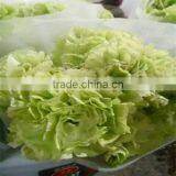 Carnation Cut Flowers thumbnail-3