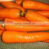 TW-1500A Potato Cleaning Peeling Machine thumbnail-4