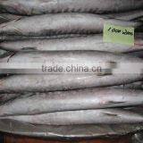 Frozen Baracuda thumbnail-2