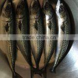 New Landing Frozen Fish Pacific Mackerel China Suppliers thumbnail-3
