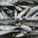 Light Caught Frozen Fresh Sardine Fish thumbnail-1