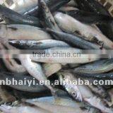 Spotted and White Mackerel(scomber Japonicus) thumbnail-1