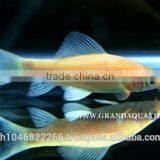 Black Shark Albino Fish Farm For Sale / Aquarium Fish Thailand thumbnail-2