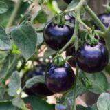 Vegetablel Seed Red & Black Tomato Seed Greenhouse Tomato Seeds no 61 thumbnail-3