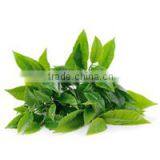 Pure Healthy Green Tea At Your Door Step thumbnail-2
