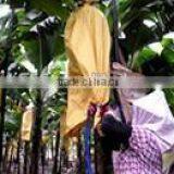 Banana Protection Bags/growing Bags for Fruit thumbnail-5