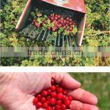 New Arrivel Beautiful Design And Convenient Berry Shovel thumbnail-4