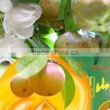 High Quality China Manufacturer Camellia Cooking Oil