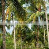 Suvimie Organic Virgin Coconut Oil 10 lt thumbnail-6