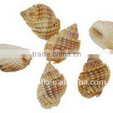 Spiral Shell Beads, Dyed, Sienna, about 11~13x19~21x12~15mm, hole: 1mm, about 350pcs/500g(BSHE-S039)