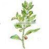 Freeze Dried Ashwagandha Powder thumbnail-1