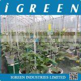 Dutch Pot Vegetable Growing System thumbnail-4