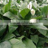 Spathiphyllum Wallisii Petite Dwarf Peace Lily