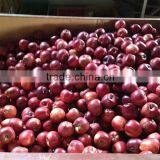 2016 New Arrival Fresh Apple Fresh Red Delicious Apple Fresh Red Apple Cheap Fresh Apple Aple Price thumbnail-3