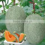 Hybrid Hami Melon Seeds F1-Yu Sweet Crisp Cool