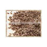 Caraway Seeds thumbnail-1