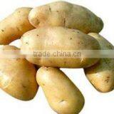 Fresh Bulk Potatoes for Sale 2016 Crop