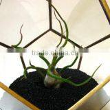 Gold Wedding Crystal Garden Glass Geometric Terrarium thumbnail-5