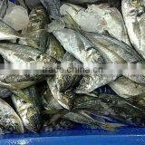 NEW FRESH FROZEN Horse Mackerel WHOLE thumbnail-1
