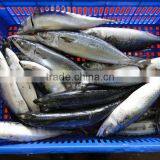 Frozen Horse Mackerel Fish Suppliers thumbnail-1