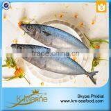 Frozen Seafood Horse Mackerel Fish Sale thumbnail-3