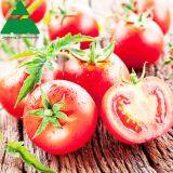 Tomato Cultivation PC Sheet Greenhouse