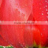 60mic Protective Photo Cold Laminating Film for Image Industry thumbnail-4