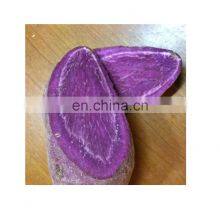 High Quality Purple Fresh Sweet Potato From Vietnam thumbnail-4