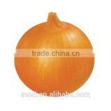 Best F1 Onion Seeds Price SXO No.5