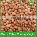 Pink Cowpea thumbnail-1