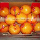 Fresh Pomelo thumbnail-1