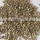 Private Label Organic Hulled Hemp Seed,Hemp Seeds,Shelled Hemp Seeds thumbnail-6