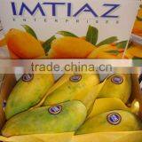 PAKISTAN MANGO