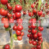 2014 Indeterminate Growth High Yield TY Resistance Pink Cherry Tomato Seeds For Growing-King Pearl thumbnail-3
