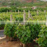 Easy Survival Putao Shu:The Grape Seedling thumbnail-2