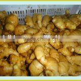 Fresh Washed Ginger thumbnail-6