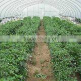 High Quality Tunnel Greenhouse About Vegetable Farming Equipment thumbnail-5