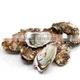 Korean Pollution-Free Region Tongyeong Pacific Oyster (Whole Shell / Half Shell / I.Q.F) (Live Oyser / Frozen Oyster) thumbnail-1