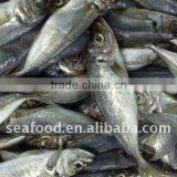 Cheap Horse Mackerel (big Size) thumbnail-1
