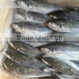 Seafood of Frozen Fish Jack Mackerel thumbnail-1