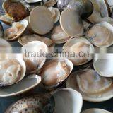 New Produce Frozen Hard Clam With Shell in Good Quality thumbnail-3