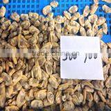Tasty Best IQF Baby Clam Without Shell thumbnail-5